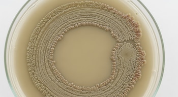 Placa de Petri redonda con colonias de Bacillus subtilis de colores beige y marrón claro, dispuestas en anillos concéntricos sobre agar.