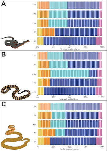 Infografía con tres gráficos de barras y tres ilustraciones de serpientes marinas, mostrando porcentajes de la columna precaudal