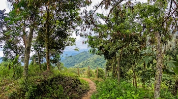 Un camino de tierra entre árboles y vegetación con un letrero que dice CAFETAL, cercas de madera y montañas al fondo.