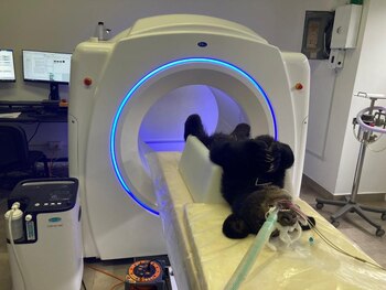 Especialistas atienden a oso negro