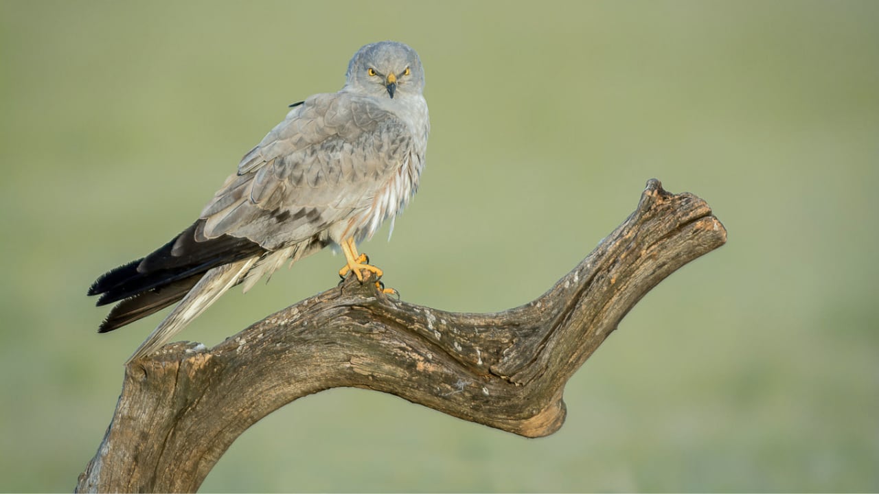 Ejemplar de aguilucho cenizo. (José Antonio Lagier Martín/Wikimedia Commons)