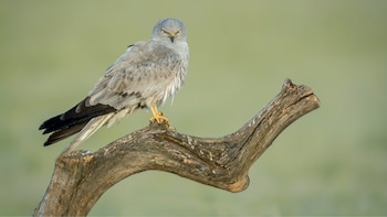 El aguilucho cenizo se acerca a una situación crítica: podría perder más de la mitad de su población en menos de 20 años