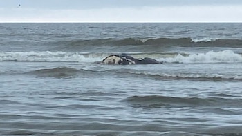 Tragedia marina: la triste muerte