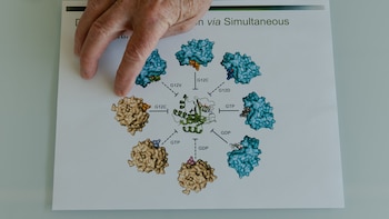 Una idea 'imposible' derivó en un gran avance contra el cáncer de páncreas