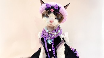 La gata Coco, conocida en las redes bajo el nombre de usuario @cococat61, comenzó su aventura en Tiktok el 20 de enero de este año. Desde entonces, ha logrado captar la atención de miles de personas, acumulando 11 mil seguidores y un promedio de 3 mil vistas por vídeo. Aunque sus cifras de visualización no son tan altas, algunos de sus vídeos han superado las 200 mil o 300 mil vistas; lo cual le ha dado mayor visibilidad para posicionarse como un fenómeno de las redes sociales.