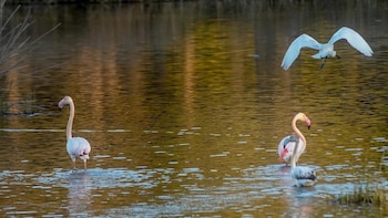 ONG ambientales piden cumplir "con