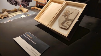 Una rana fósil original procedente del yacimiento de Libros (Teruel) se incorpora al Museo de Paleontología en Dinópolis