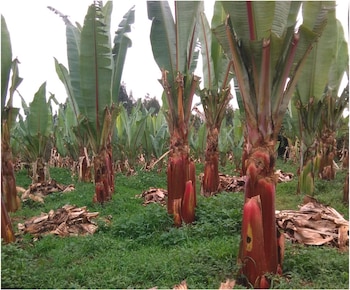 Plantas de Ensete ventricosum con tallos gruesos rojizos y hojas verdes erguidas en un terreno cubierto de pasto y follaje seco