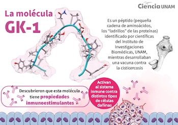 El mecanismo de acción de