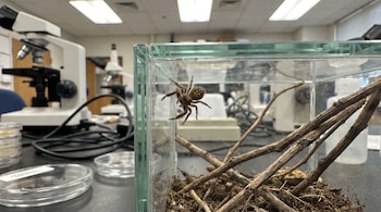 Araña en la pared interior de una urna de vidrio con ramas secas, situada sobre una mesa junto a un microscopio y placas de Petri.