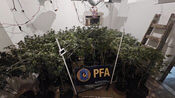 Más plantas en la casa