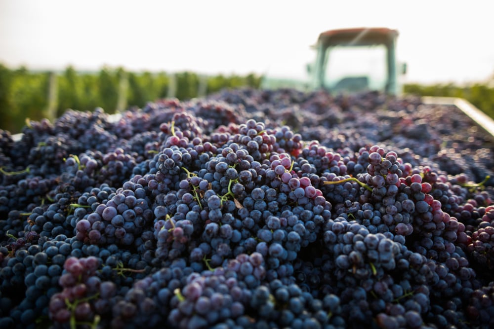 Uno de los principales aspectos logísticos de la resolución está relacionado con el movimiento de fruta fresca de vid entre zonas con diferente condición fitosanitaria (Foto: Shutterstock)