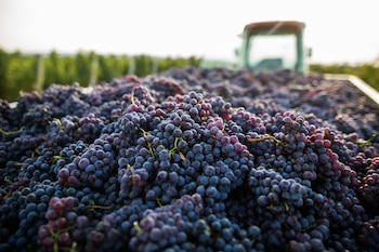 Uno de los principales aspectos logísticos de la resolución está relacionado con el movimiento de fruta fresca de vid entre zonas con diferente condición fitosanitaria (Foto: Shutterstock)