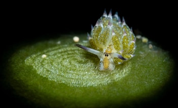 La babosa marina Costasiella kuroshimae