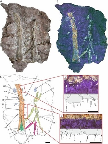 Cinco paneles etiquetados de la A a la E presentan fotografías de un fósil de roca, imágenes bajo luz ultravioleta e ilustraciones técnicas