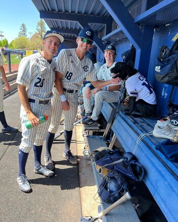 La labrador retriever conviviendo con