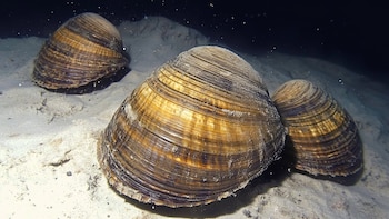 Más de 500 años oculta: