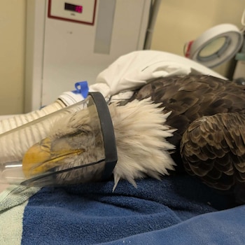 Un águila calva reposa sobre una toalla azul con una máscara transparente de oxígeno en su pico dentro de una clínica veterinaria