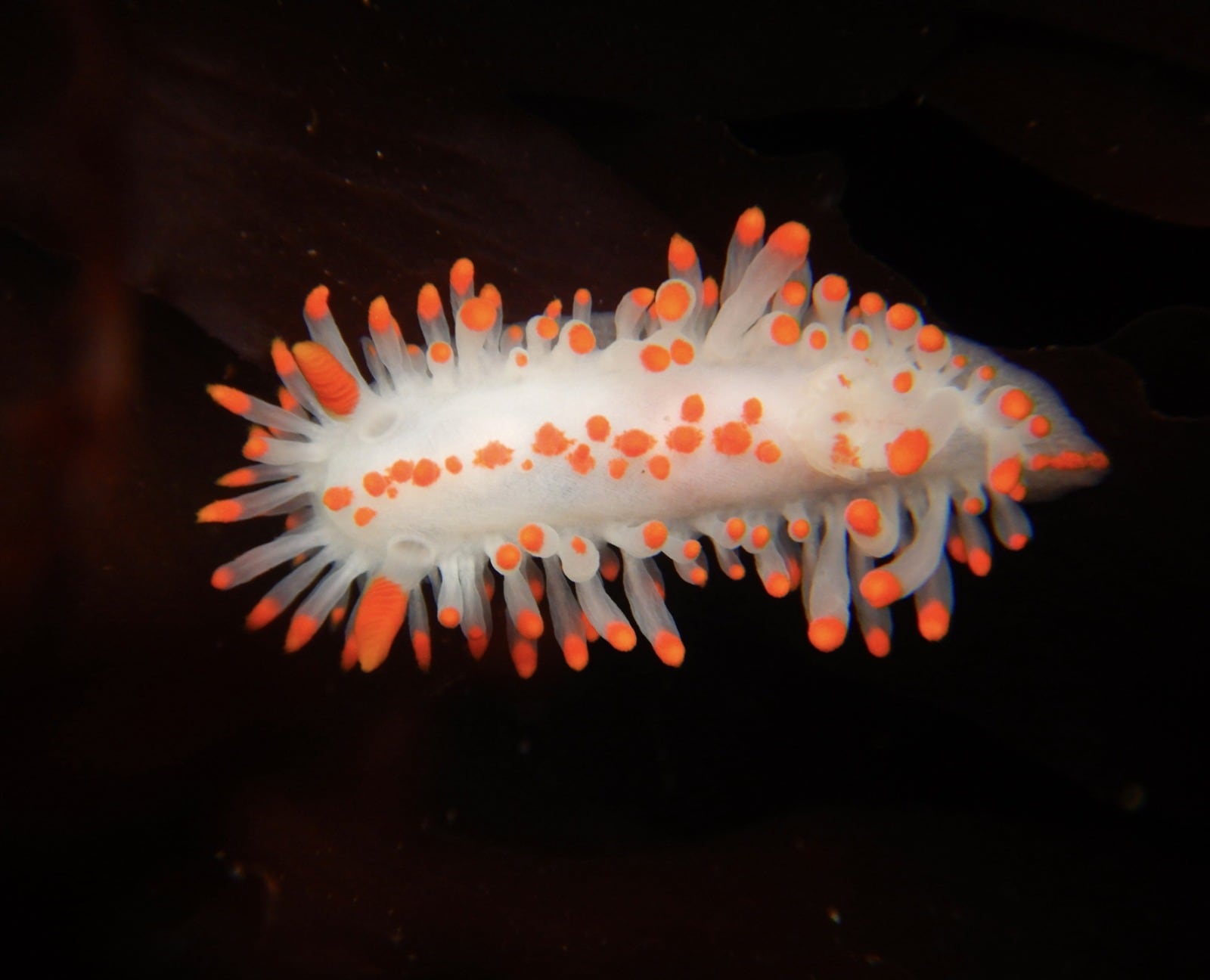 Los investigadores combinaron 2,79 millones de registros de presencia de especies con mediciones de tamaño corporal en 10 cuencas oceánicas principales (Universidad de Helsinki)