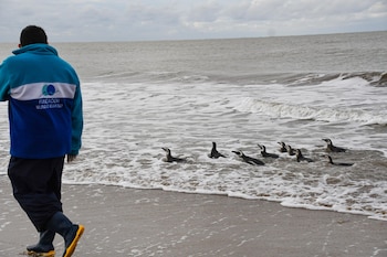 La aparición de un pingüino