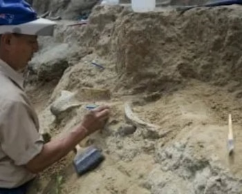 Hallazgos de fósiles animales en el río Tomayate