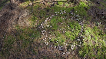 Los círculos de hongos son