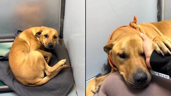 Koko, un perro de un