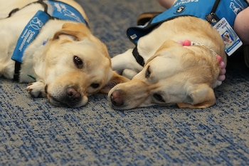Dos perros de pelaje claro recostados sobre una alfombra azul con chalecos de servicio e identificación