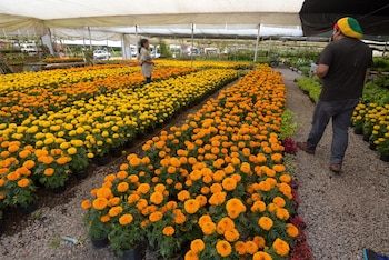 el gobierno de la Ciudad