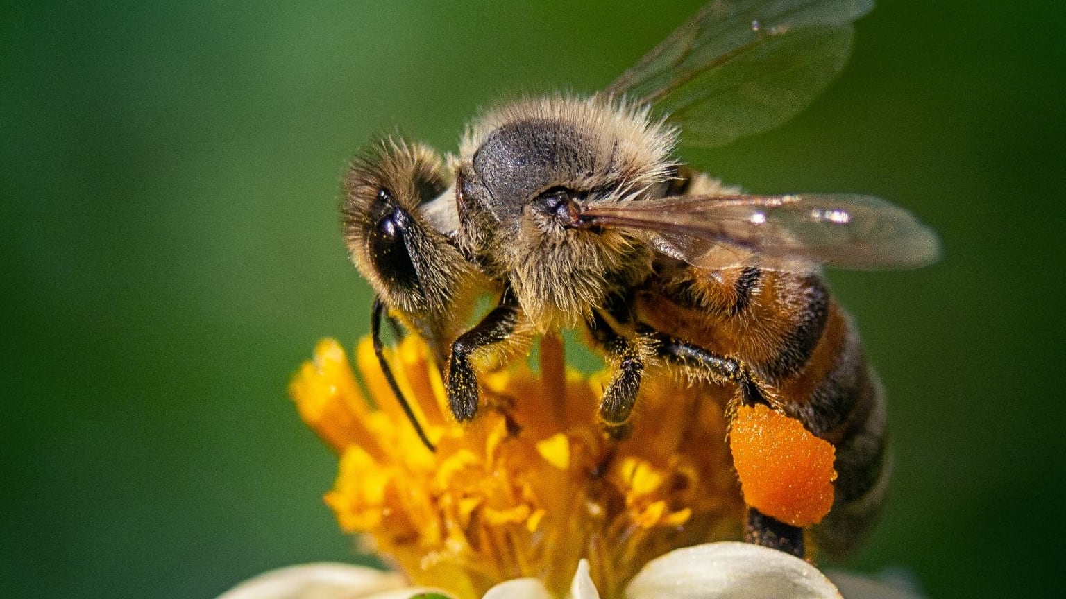 Abejas demuestran sorprendente capacidad para reconocer rostros humanos