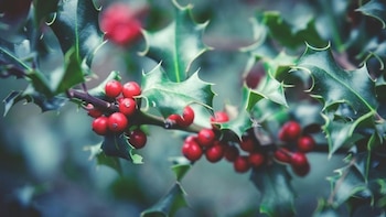 Las 7 plantas naturales que