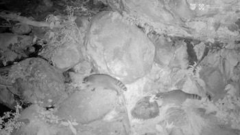 Usuarios respondieron al video de