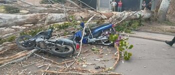 El viento Zonda, seco y rachado, derribó un álamo de más de seis metros sobre dos motociclistas que transitaban por la arteria (Fotos: Mendoza Post)