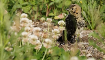 Un ave pequeña con plumaje dividido en tonos oscuros y claros se encuentra en la tierra entre plantas de trébol
