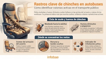 Asiento de autobús con chinches, huevos y pieles mudadas visibles en sus grietas. Infografía que detalla el ciclo de vida y rastros de infestación de chinches.