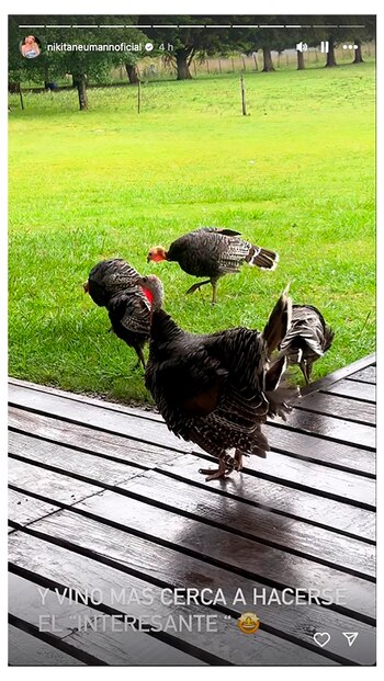 Pavos y ovejas suelen pasear