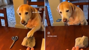 El video rápidamente se viralizó