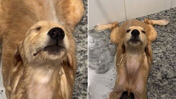 El video de un golden