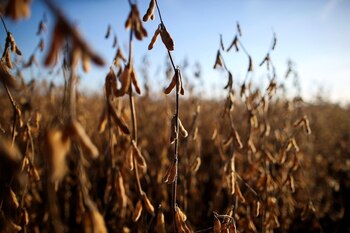 El precio de la soja