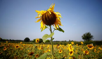 Un campo de girasol (REUTERS/Phil