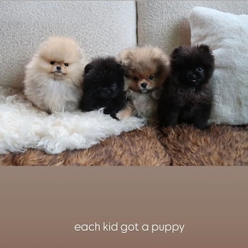 La empresaria compró un perro