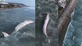 Hallan muerta a ballena de 12 metros en Tijuana, descartan investigación debido a su avanzado estado de descomposición