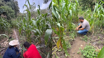 Tres personas agachadas junto a plantas altas de maíz, una cinta métrica amarilla y marcas blancas sobre la tierra.