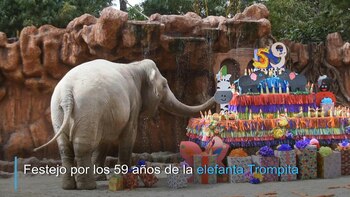 Hubo pastel de frutas y verduras y muchos invitados: decenas de guatemaltecos festejaron el fin de semana los 59 años de la elefanta Trompita, la máxima atracción del zoológico La Aurora de la capital.
VERSIÓN SUBTITULADA