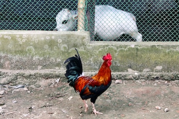 Un gallo pasa junto a