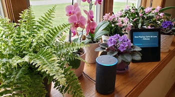 Helechos, orquídeas rosadas, violetas africanas, cactus de Navidad, altavoz Amazon Echo y pantalla Amazon Echo Show que reproduce "Claire de Lune".