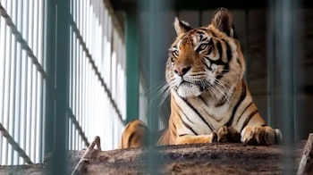 Flora, meses atrás (Four Paws)