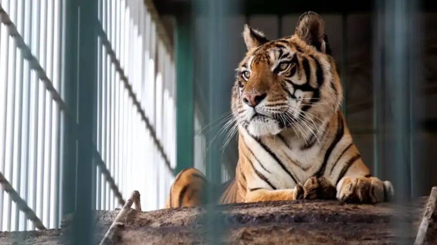 Flora, meses atrás (Four Paws)