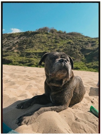 Perro robusto de pelaje oscuro tumbado en la arena de una playa. Detrás, una colina verde bajo un cielo azul despejado