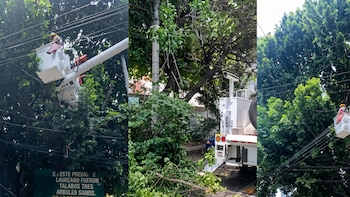 Árbol Laureano, patrimonio natural de la CDMX, es podado por CFE, denuncia Laura Bellesteros
